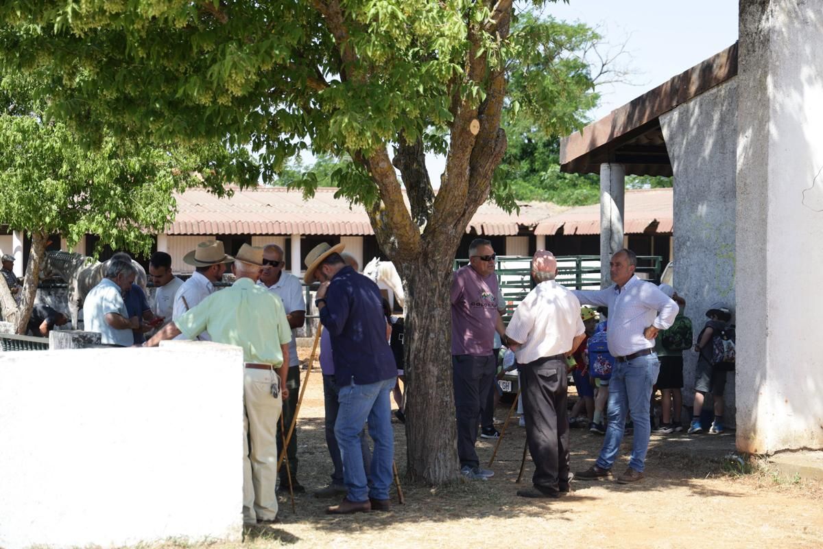Fotogalería | Así se ha desarrollado la feria equina de Cáceres