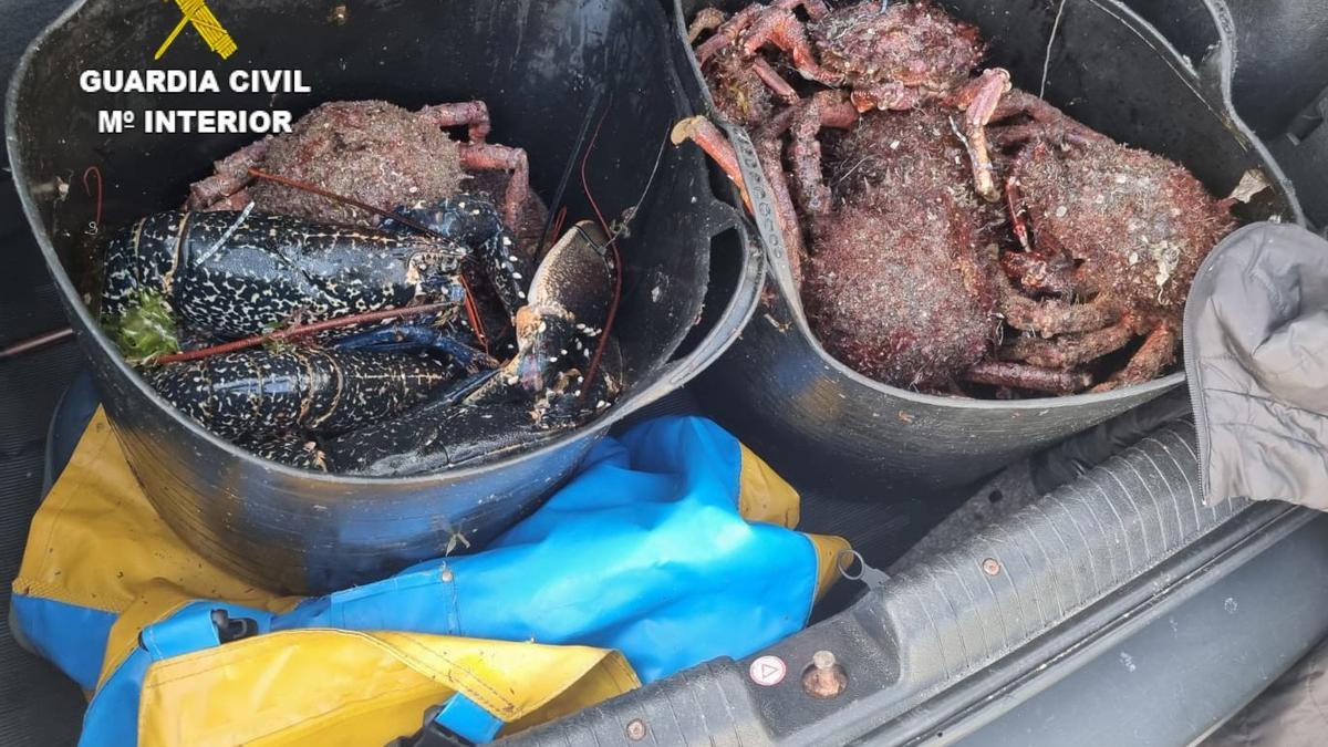 Centollas y bogavantes incautados en el puerto de Malpica