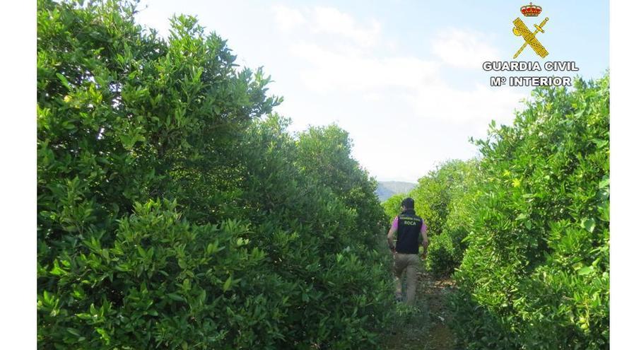 Un agente del Equipo Roca de la Guardia Civil inspeccionando un campo de cítricos en la provincia de Alicante.