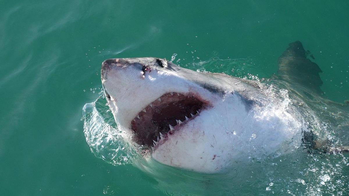 Gran tiburón blanco.