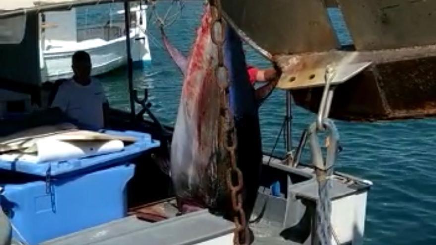 Pescan un atún de unos 400 kilos en Ibiza