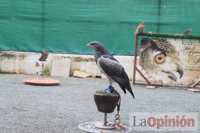 Las Águilas del Sol de Puerto Lumbreras piden ayud