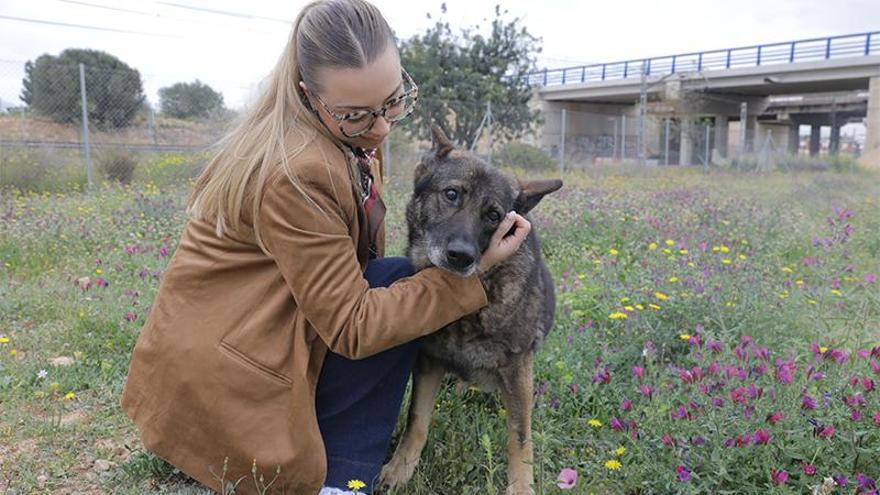 Paterna promueve la acogida de los perros más longevos del Refugio municipal
