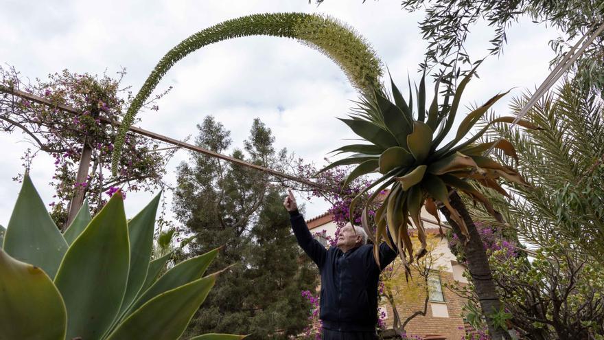 El último canto del cisne botánico de El Campello