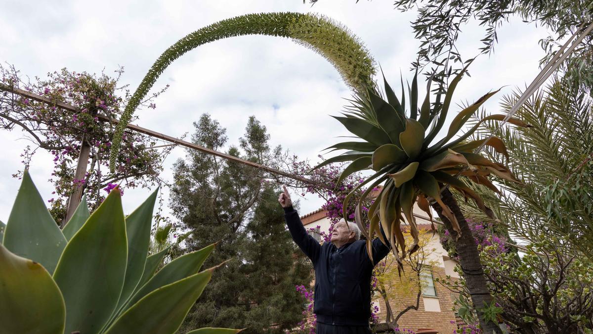 Una espectacular floración de un ejemplar de "agave attenuata" sorprende en El Campello