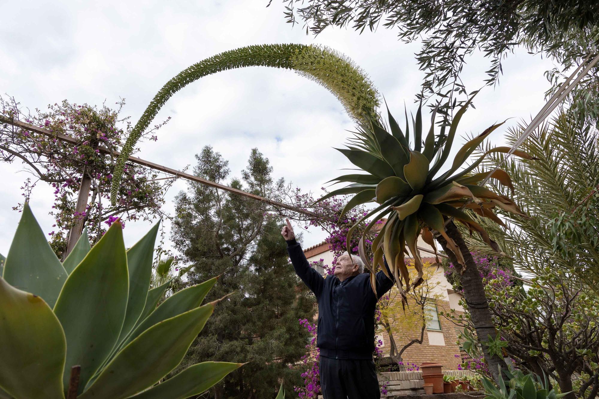 Una espectacular floración de un ejemplar de "agave attenuata" sorprende en El Campello