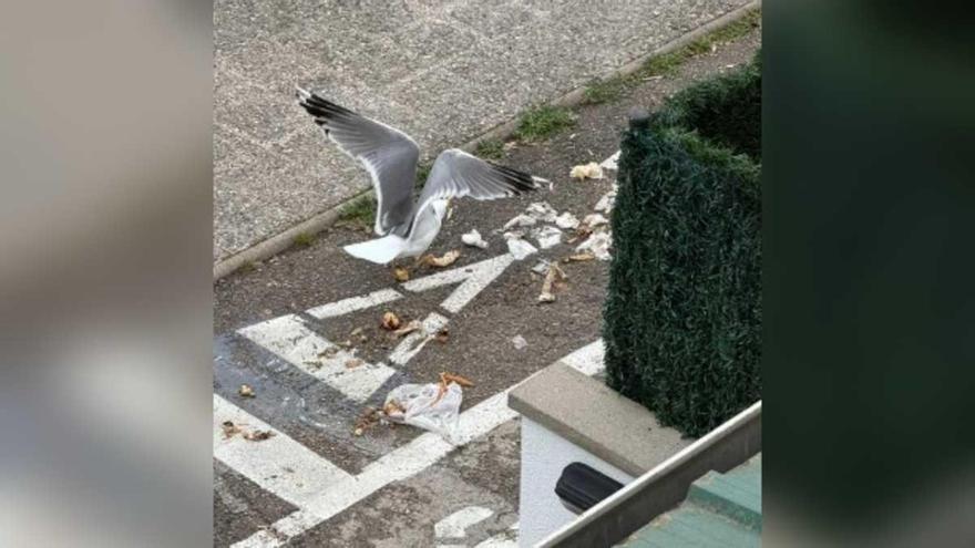 Veïns de Girona denuncien la insalubritat i el caos del porta a porta al carrer Can Sunyer