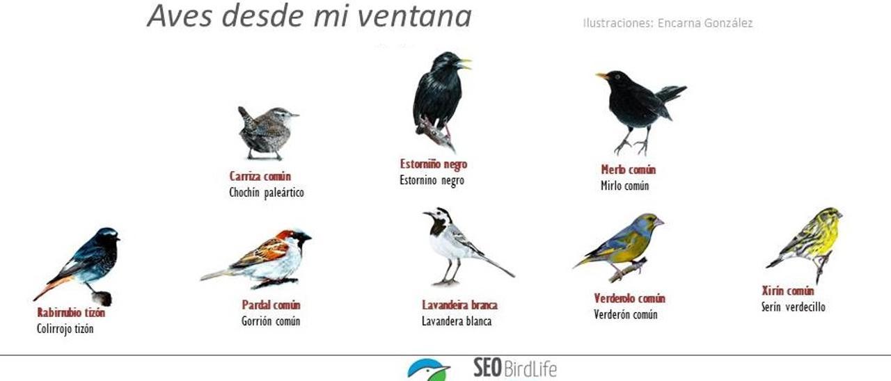 Algunas de las aves que pueden verse desde casa.