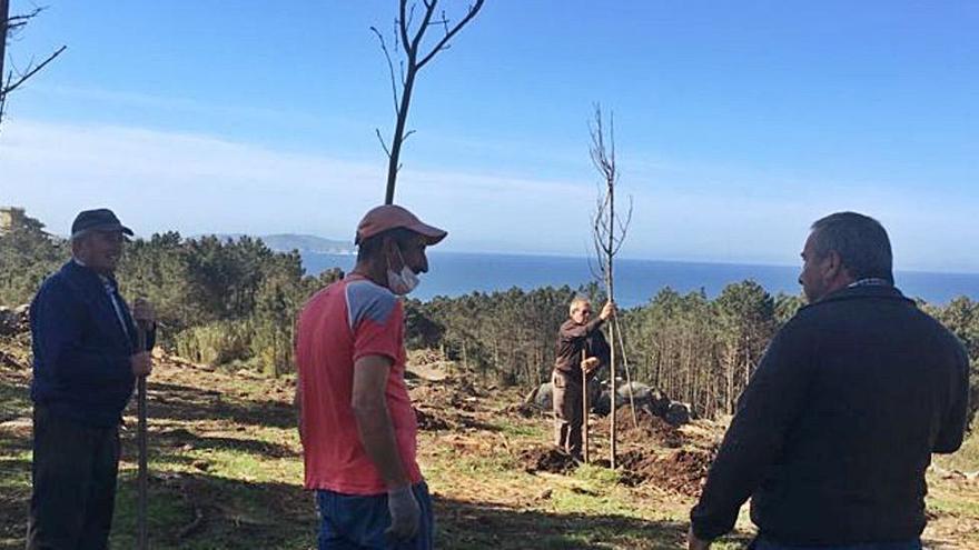 La limpieza y repoblación de montes comunales no cesa en la parroquia