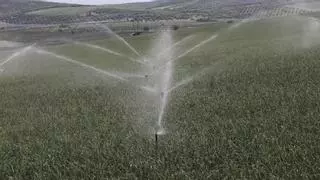 La falta de agua dispara en Córdoba el precio de las fincas con riego asegurado