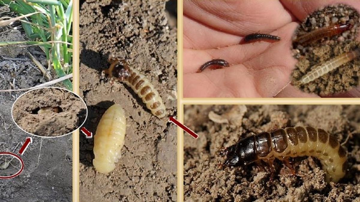 Larvas y ejemplares del insecto en parcelas cultivadas