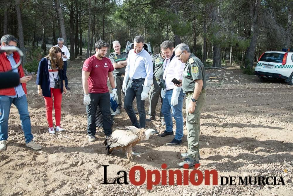 Liberan un Buitre Leonado en la Sierra de Mojantes