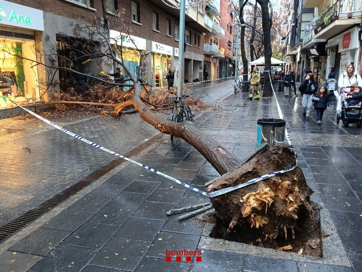 Un árbol caído por la lluvia en Castelldefels