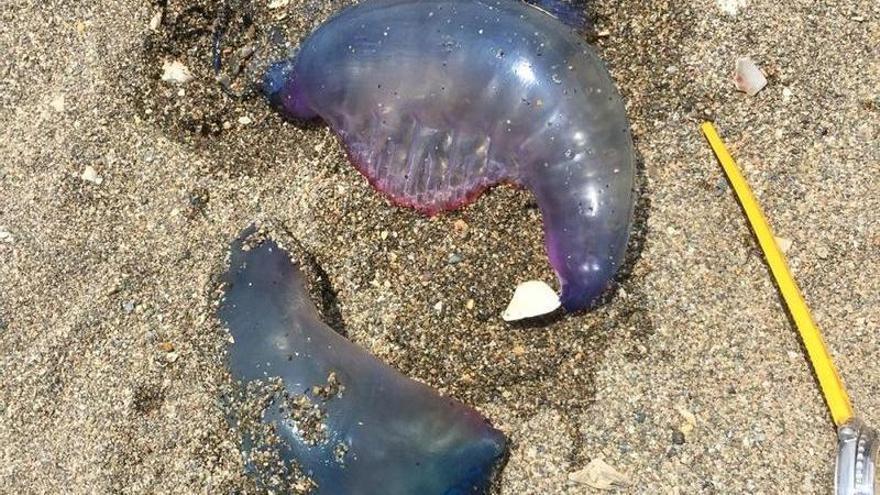 Medusas en una playa de Málaga, el verano pasado.