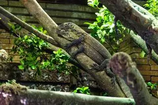 Las crías de dragón de Komodo nacidas en Bioparc, a un terrario exterior