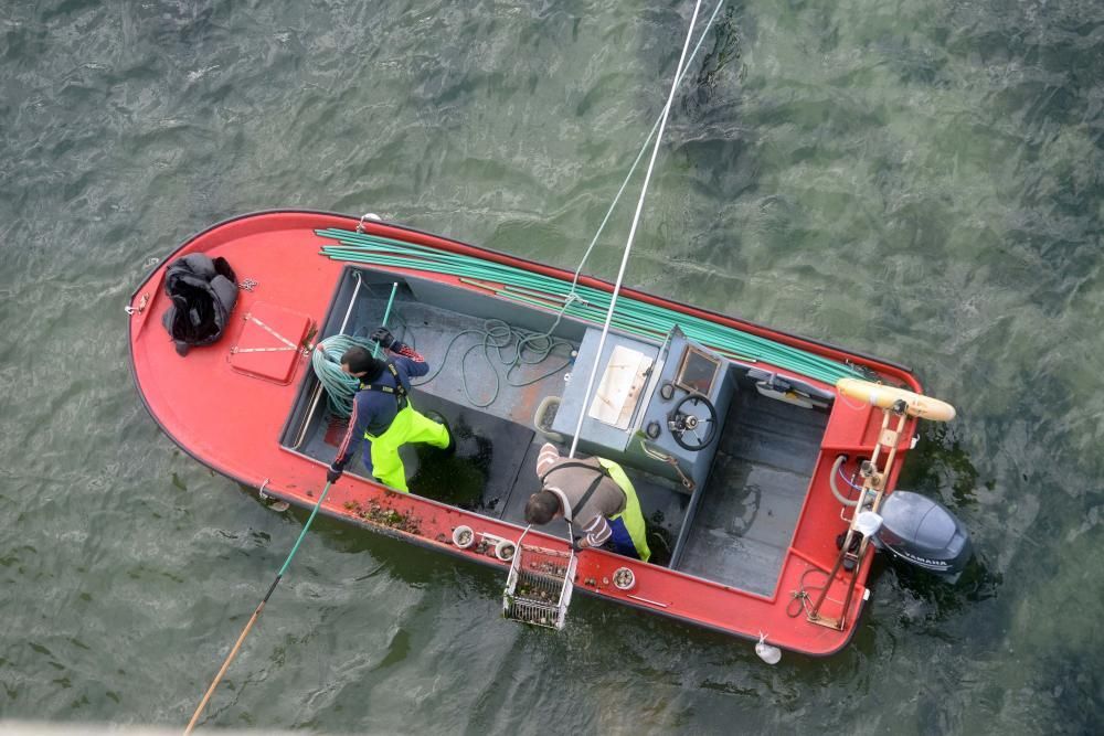 Libre marisqueo bajo el puente de A Illa