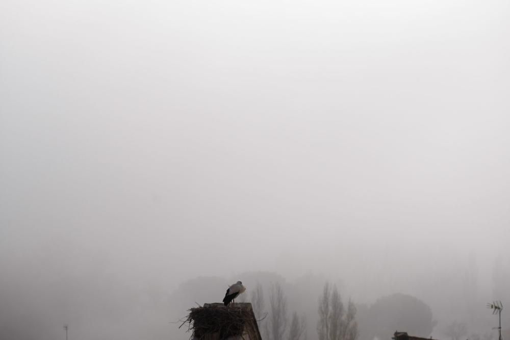 Zamora, bajo la niebla