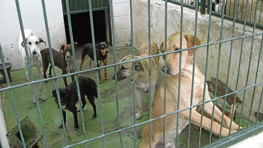 La multa por no recoger heces de perros en Mérida se reduce para ser &quot;efectiva&quot;