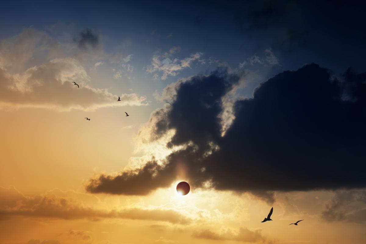 Esto es lo que pasará con las aves en el eclipse solar.