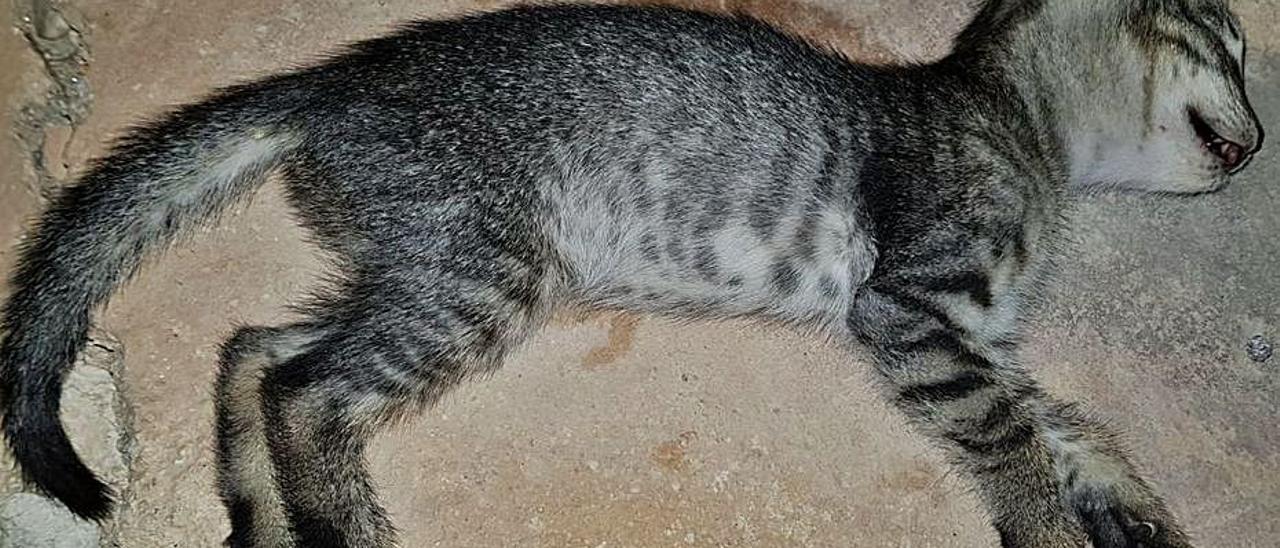 Uno de los gatos muertos que han aparecido en La Hoya.