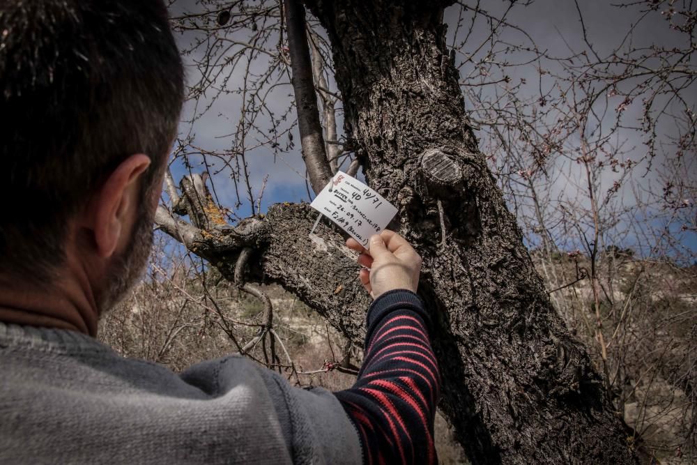 La Xylella se extiende por la provincia