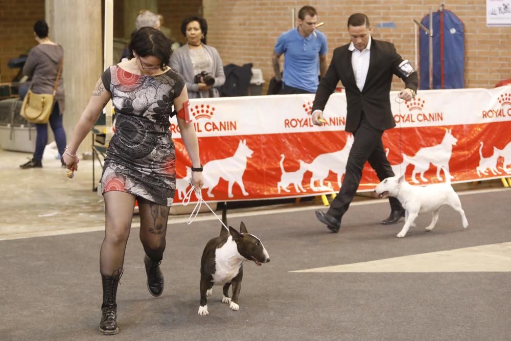 XXI Exposició Internacional Canina