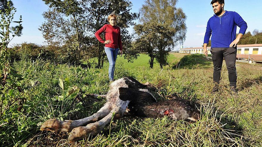 Novilla muerta por un ataque del lobo el año pasado en una granja de Rodeiro. | // BERNABÉ/JAVIER LALÍN