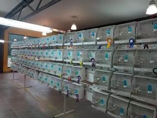 El tercer concurso ornitológico reúne a 1.600 pájaros