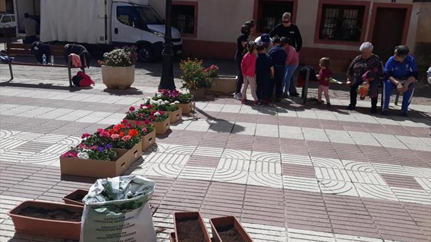 Plantas y flores para la plaza