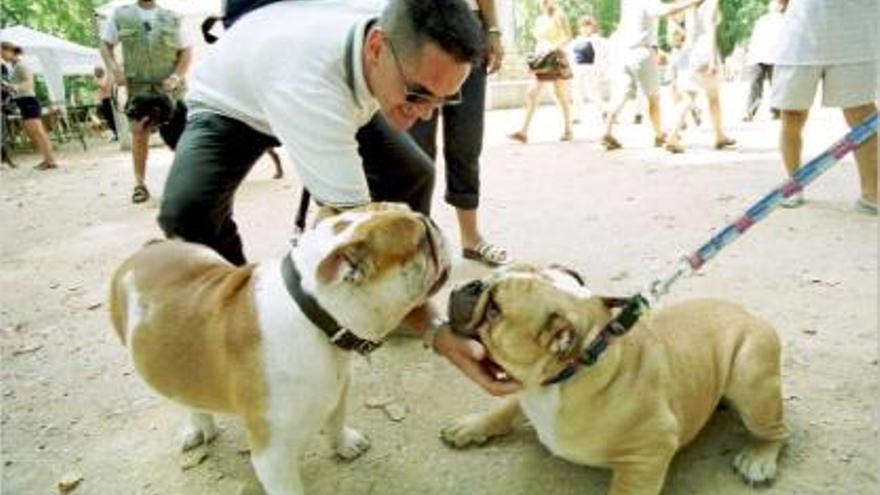 Un vecino juega con perros en Castelló.