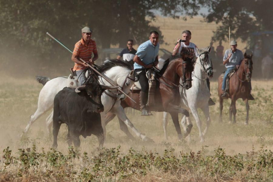 Fiestas en Zamora: Encierro en El Pego