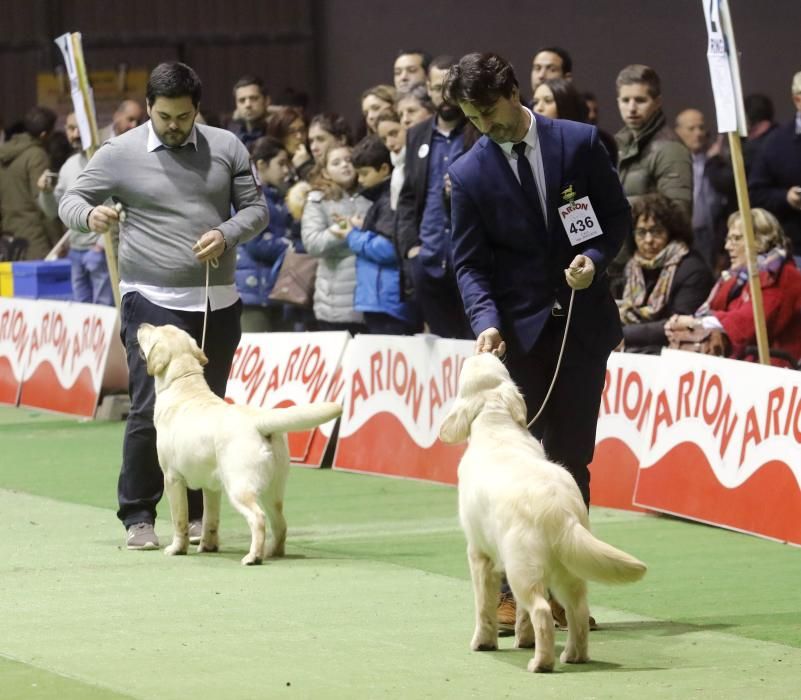 La exposición canina vuelve a contagiar la fiebre perruna en Vigo