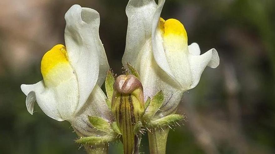 Un estudio determina la existencia de &#039;Linaria subbaetica&#039;, una nueva especie floral en Córdoba.