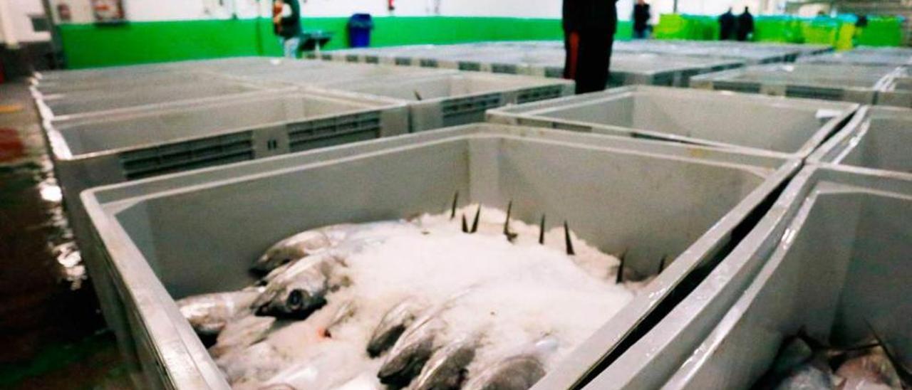 Cajas con bonito del Norte preparado para rular en la lonja avilesina el pasado junio.