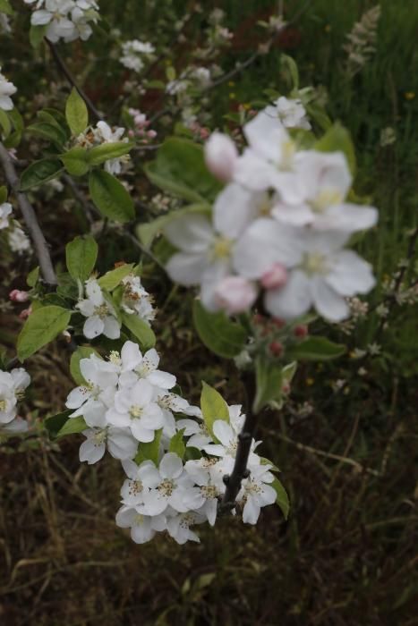 Manzanos en flor en Serín