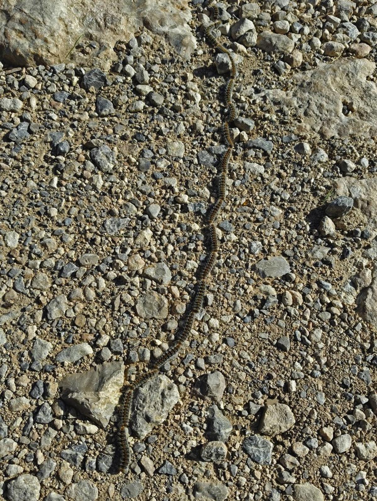 Orugas en procesión