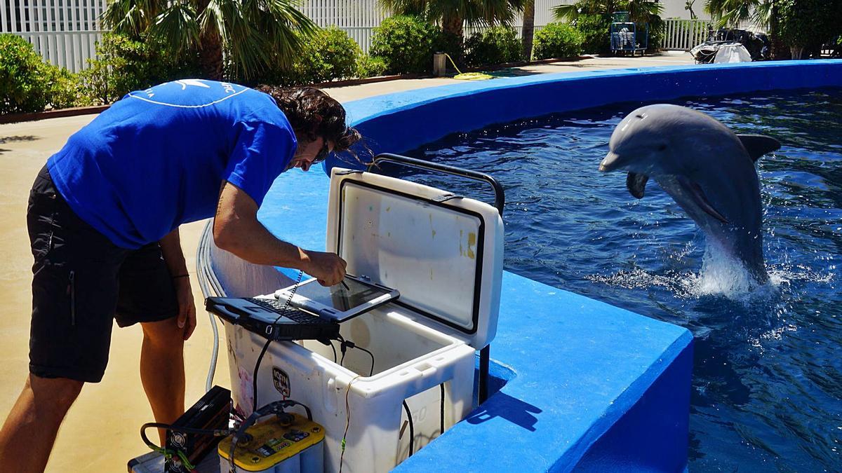 Andreas Fahlman durant una de les investigacions amb els dofins, a l’Oceanogràfic. | LEVANTE-EMV