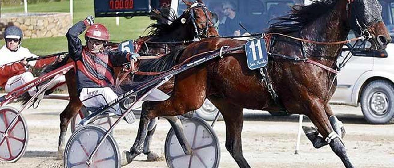 El caballo Dandy Maker SB (11), con Joan Toni Riera, en una de sus victorias del meeting Premium del HipÃ²drom Son Pardo.