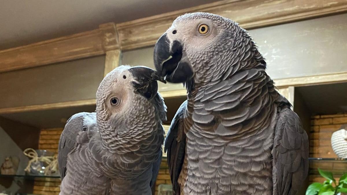 El loro gris de cola roja que se escapó, acompañado por otro ejemplar.