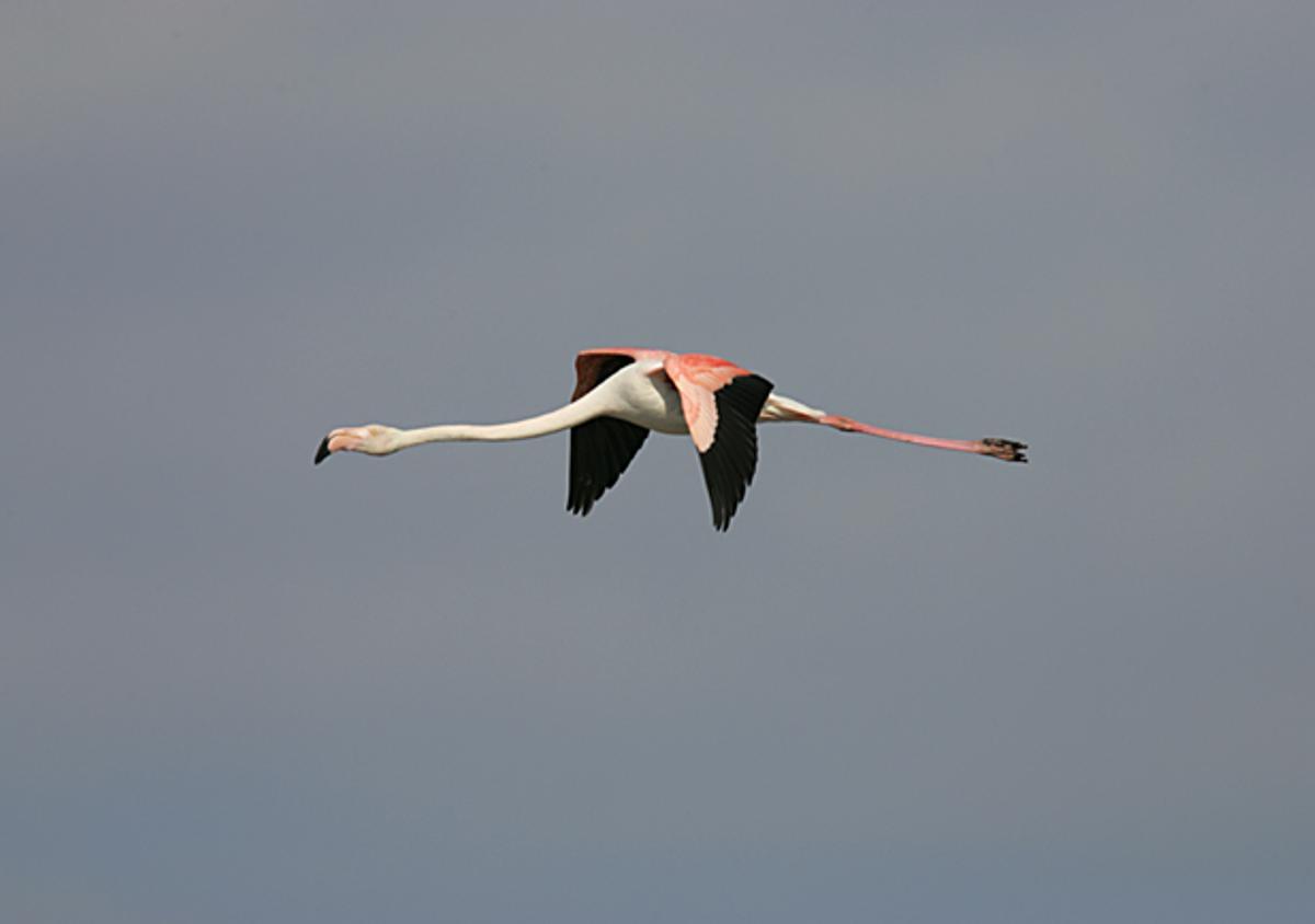 Imagen de SEO BirdLife que muestra el  estilizado vuelo del flamenco común.