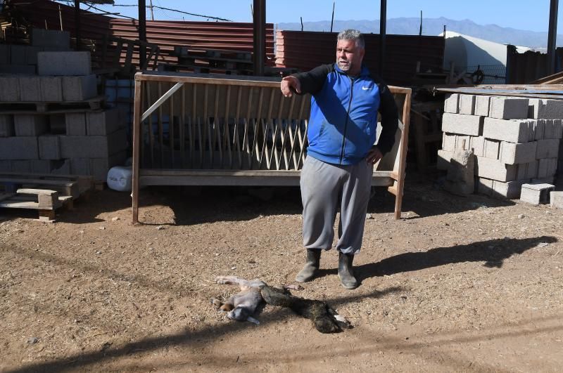 15/03/2019 TELDE.  Granja en la costa de Telde, donde unos perros matarón a una veintena de ovejas. Fotografa: YAIZA SOCORRO.  | 15/03/2019 | Fotógrafo: Yaiza Socorro