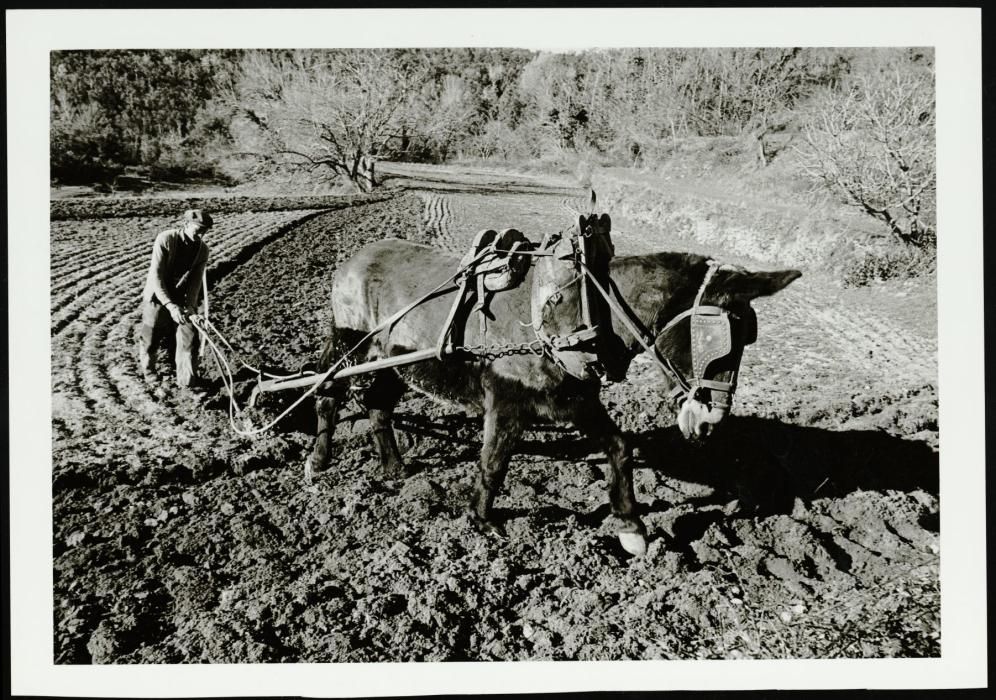 Fotografia d'un pagès llaurant el camp amb l'ajut d'una arada tradicional tirada per un ase