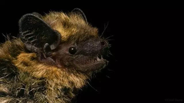 Localizado por primera vez en la Península Ibérica una especie de murciélago del norte de Europa