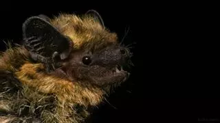 Localizado por primera vez en la Península Ibérica una especie de murciélago del norte de Europa