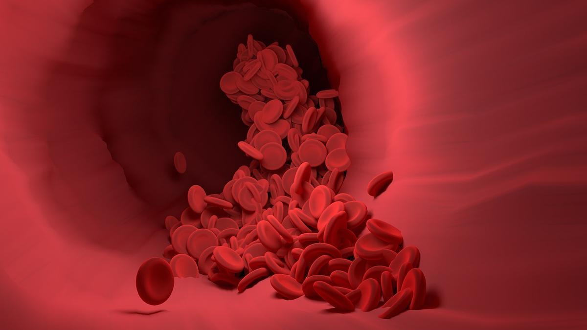 Glóbulos rojos de la sangre.