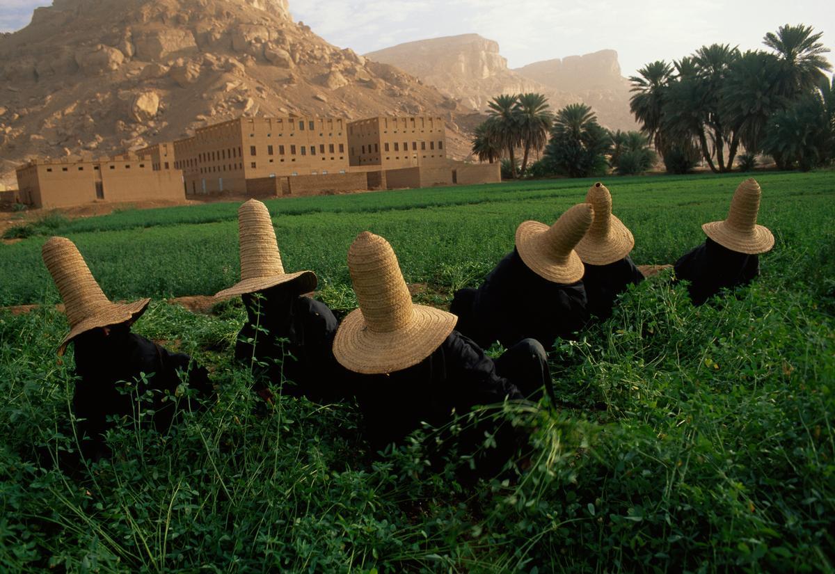 Unas mujeres se protegen del sol con sombreros mientras recogen trébol para el ganado. Al fondo se puede ver un recinto fortificado hadramí. Wai Hadhramaut, República del Yemen. ©Steve McCurry / National Geographic.