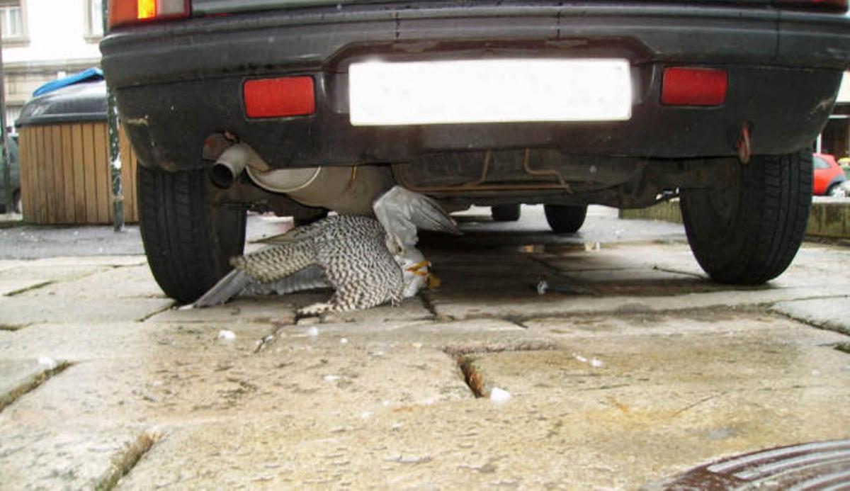 Un halcón de Alvedro, de caza en la Ciudad Vieja