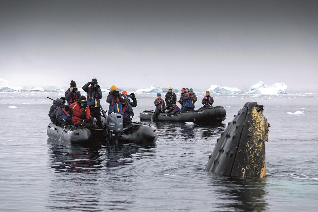 Ballenas jorobadas en Recess Cove.