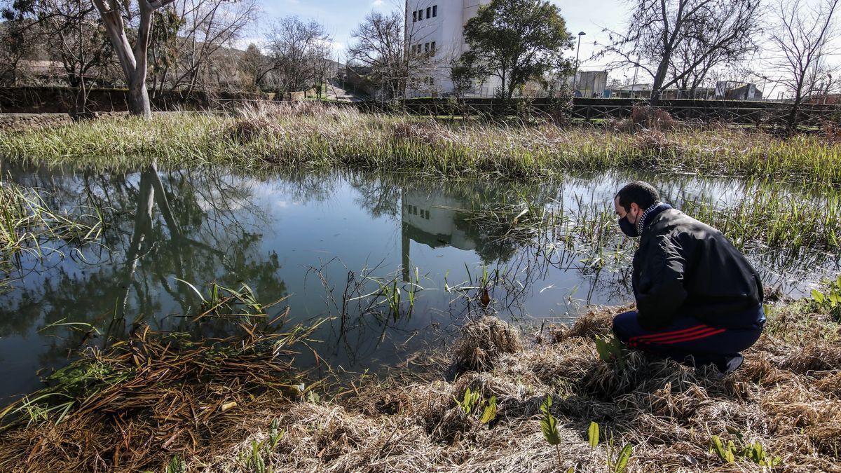 Charca del Marco, una de las salidas de agua a la superficie del acuífero del Calerizo.