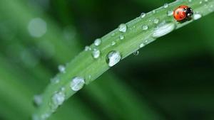 Hoja verde en naturaleza